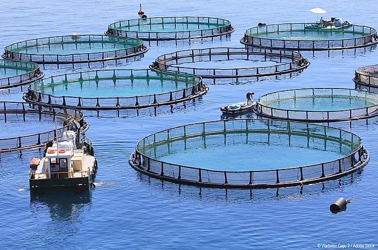 GloFouling project is pleased to announce a series of free of charge webinars: Impacts Of Biofouling In Marine Aquaculture on Thursday, 30 January 2020